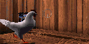 kip-anim.gif (39394 bytes)